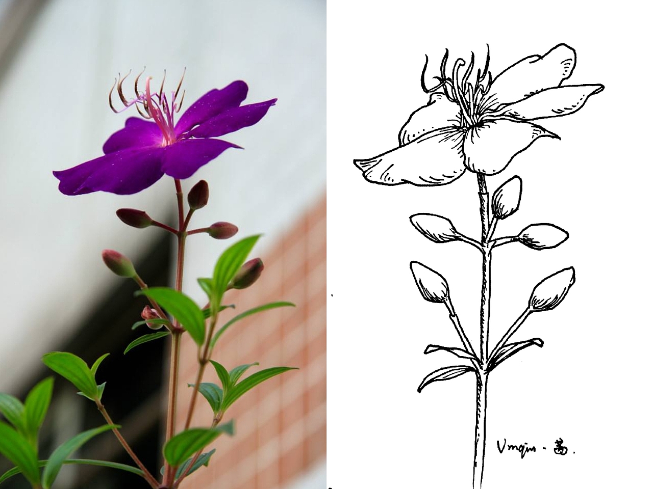 针管笔画—线描花卉