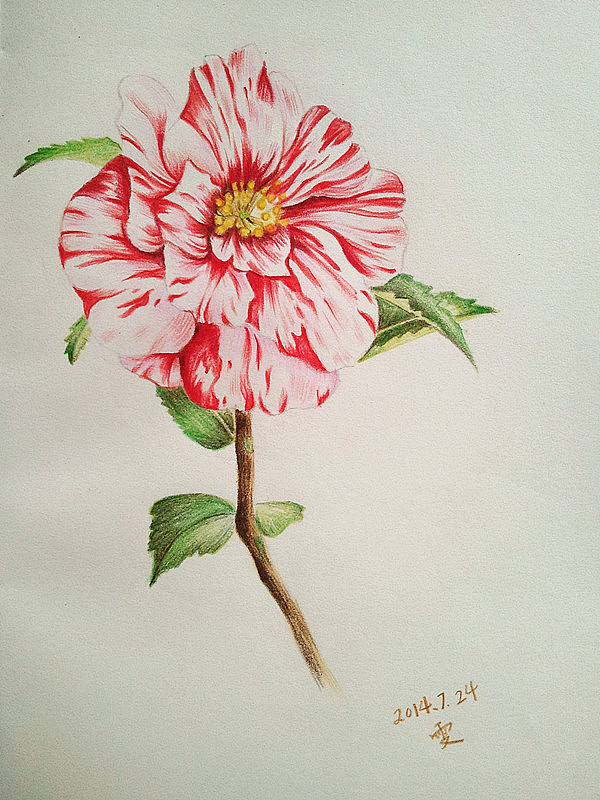 我的彩铅|插画|插画习作|蚊小盛 - 原创作品 - 站酷 (zcool)