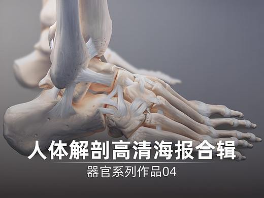 人体解剖高清海报合辑4 | 医学插画