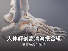 人体解剖高清海报合辑4 | 医学插画