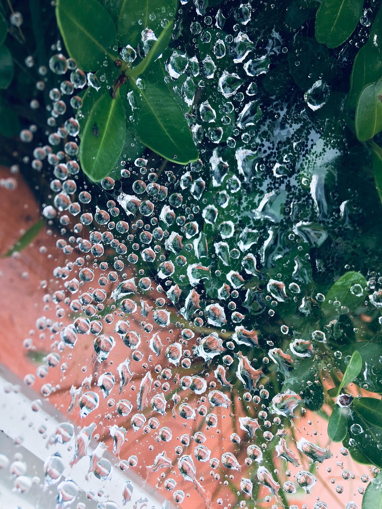 自然的艺术——雨后