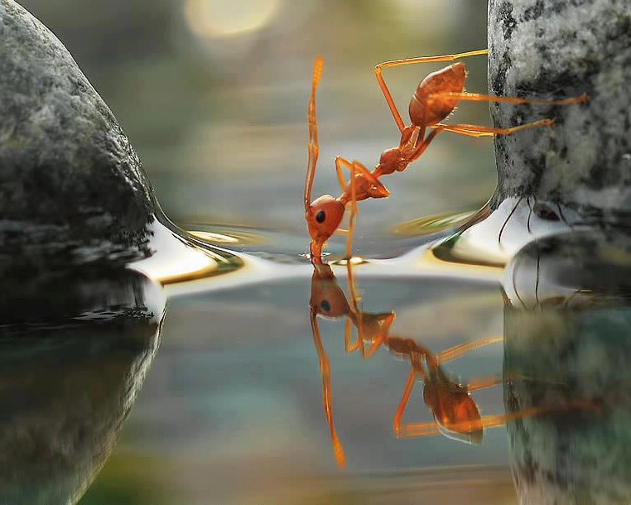 如何拍摄专业的微距大片，西昌王老师摄影培训告诉你（图ZMTUwNjU0NDI4） - 人像摄影 - 站酷设计师西昌王老师摄影原创素材 - 站酷ZCOOL