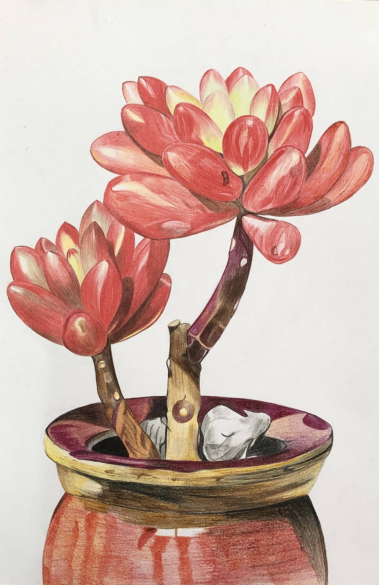 纯彩铅多肉植物