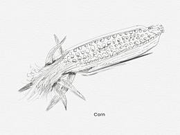 玉米速写