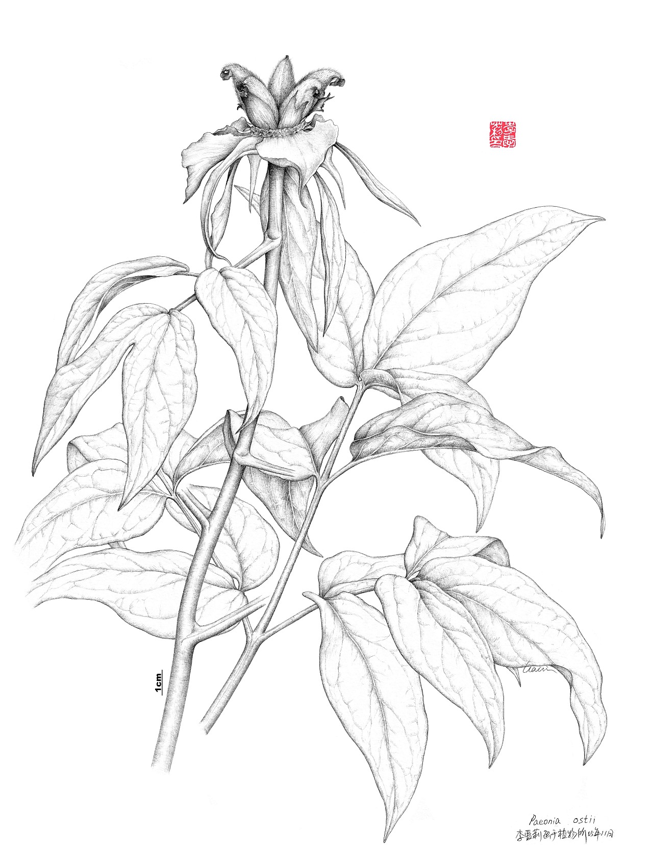 paeonia ostii 凤丹