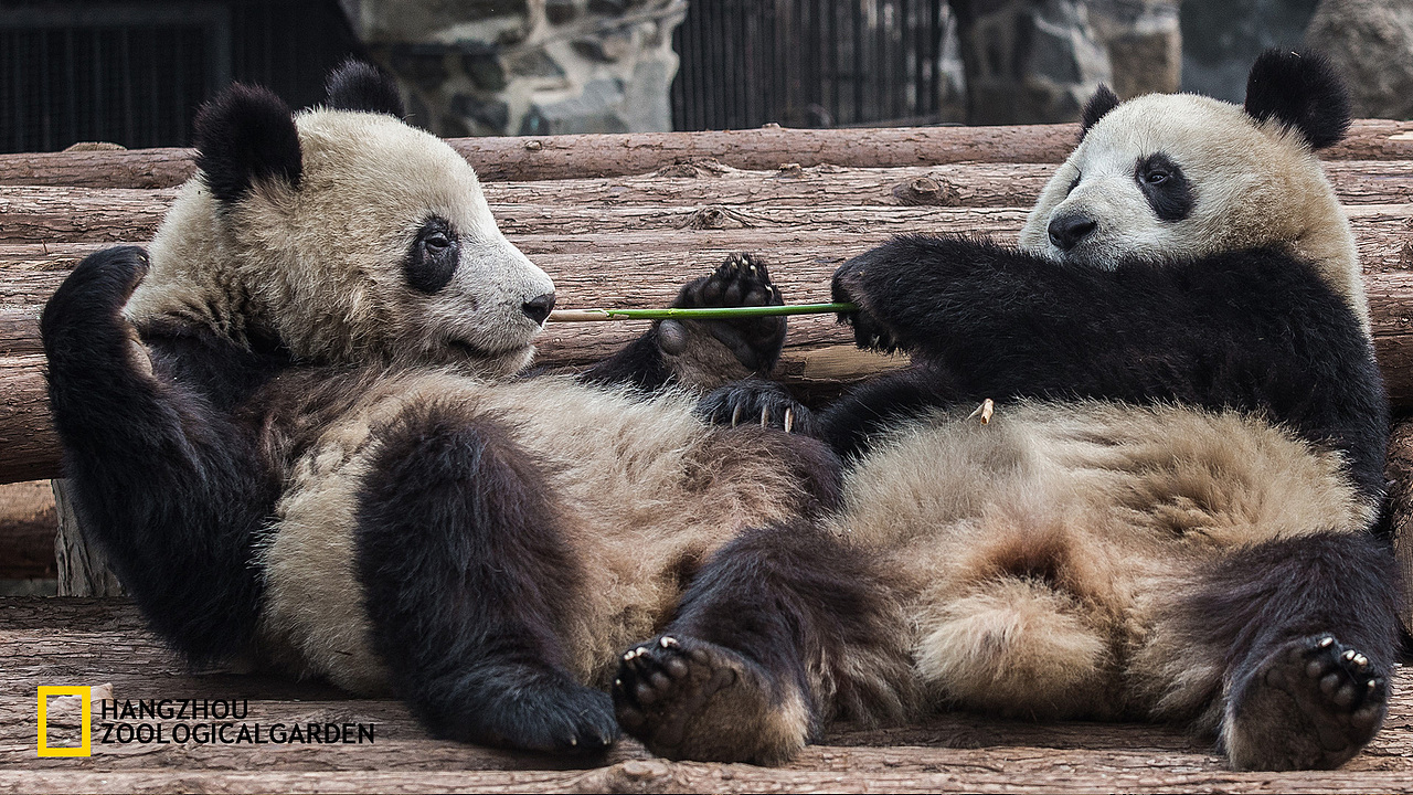 冬日野兽派 —— 杭州动物园侧写