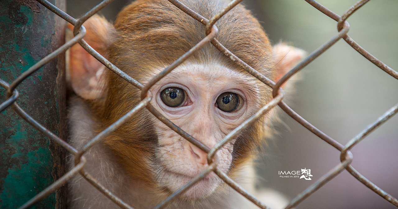 《如果...关在笼子里的是我们》