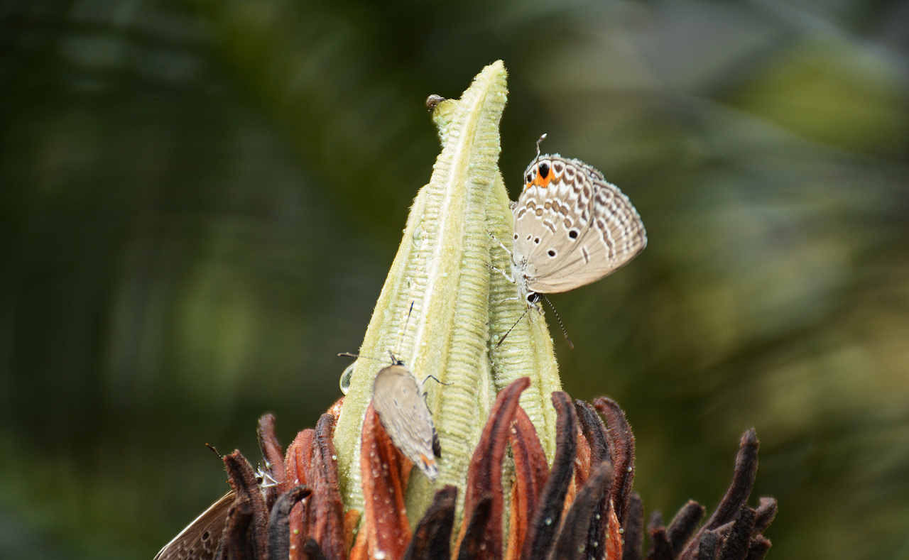 打卡仙湖植物园（图ZMTU2NzY5OTIw） - 人文/纪实摄影 - 站酷设计师贱熊JX原创素材 - 站酷ZCOOL