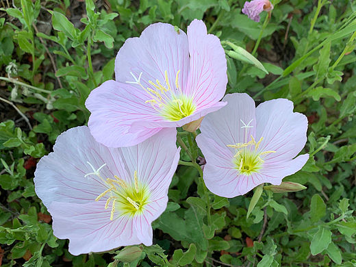 随手拍的花,拿走别客气