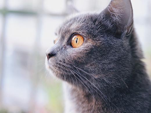 貓之七七（個人主頁-ZNDcyMTAyMDQ=） - 寵物攝影 - 站酷設(shè)計師全能的加班狗原創(chuàng)素材 - 站酷ZCOOL