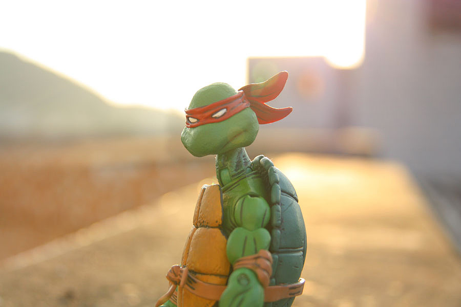 秋日午后 Donatello fratin' WALL-E