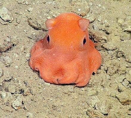 小耳朵章鱼表情