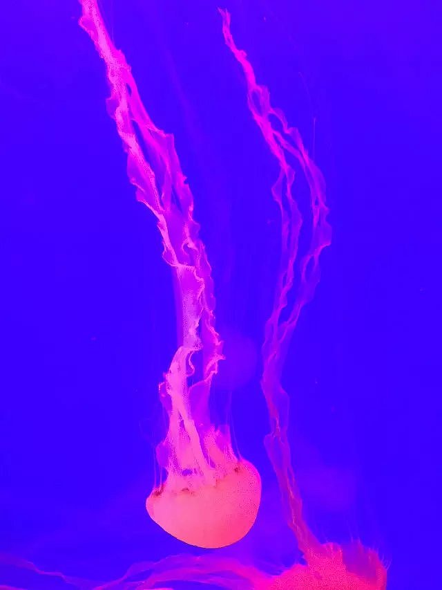 帮帮快修的水族馆之旅
