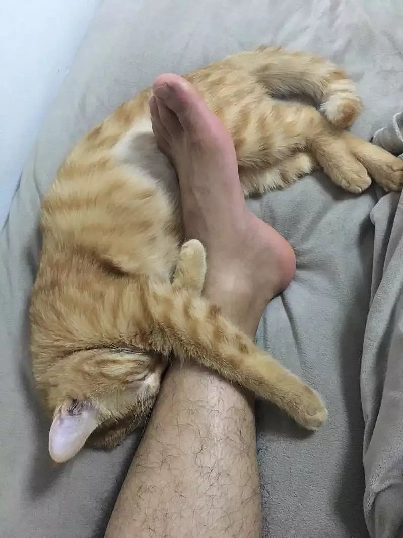 菜刀眼黄豆芽的日常（图ZODEwMzg1NDg=） - 宠物摄影 - 站酷设计师violasean原创素材 - 站酷ZCOOL