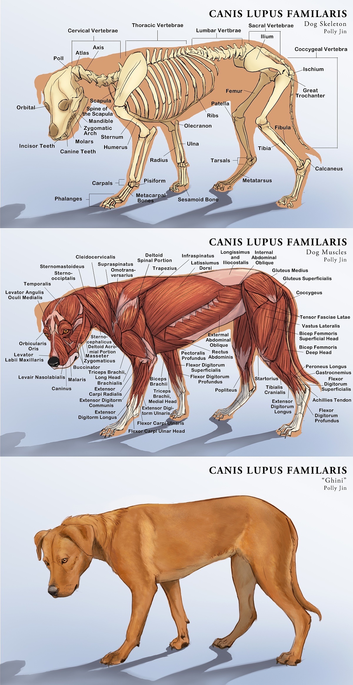 动物解剖插画