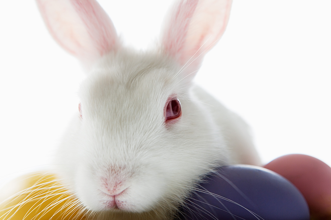 复活节（图ZNDYyNDQxNg==） - 其他 - 站酷设计师快乐小魔鱼原创素材 - 站酷ZCOOL