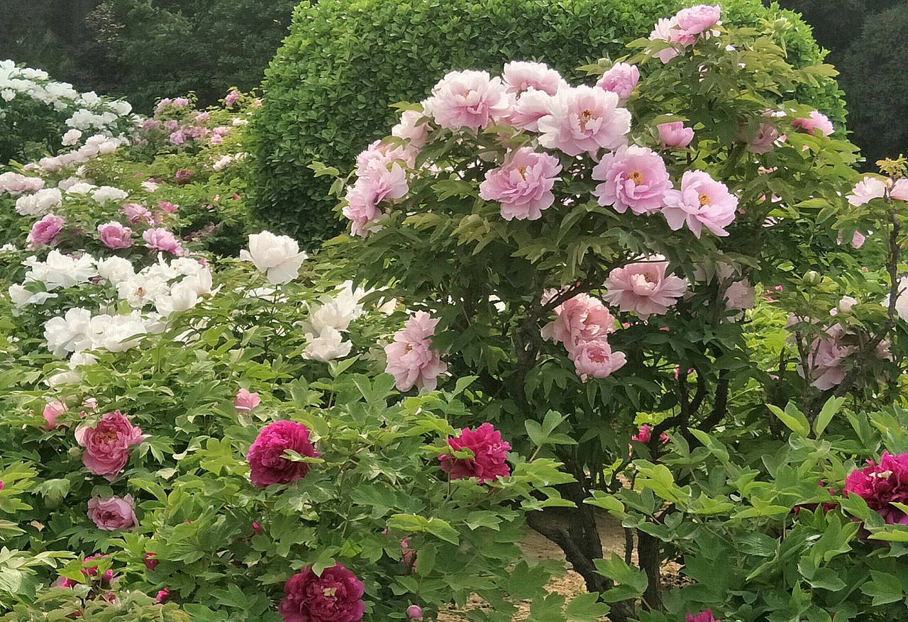 一树一树的花开，绽放在这静美的时光里！（图ZMTU0MjE5NTA0） - 产品摄影 - 站酷设计师土番茄原创素材 - 站酷ZCOOL