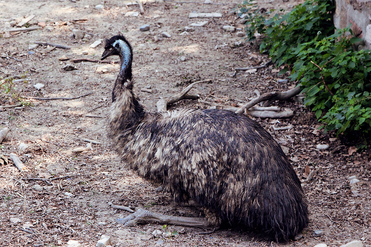 上海动物园的小伙伴们（图ZMTMwMzk4MTY=） - 风光摄影 - 站酷设计师LeoHMI原创素材 - 站酷ZCOOL