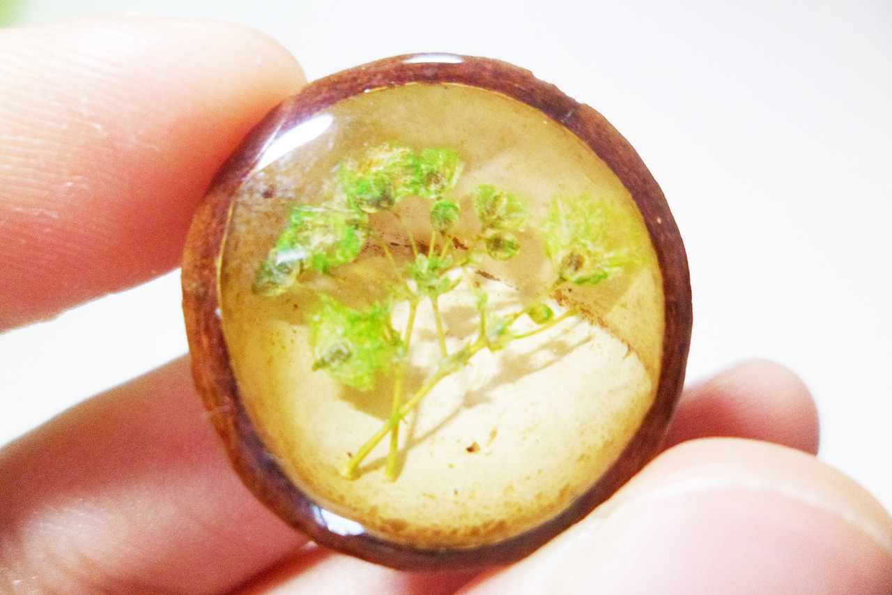 夏威夷果和AB胶--花草（图ZOTM5OTYyNzY=） - 生活用品 - 站酷设计师MK的店原创素材 - 站酷ZCOOL