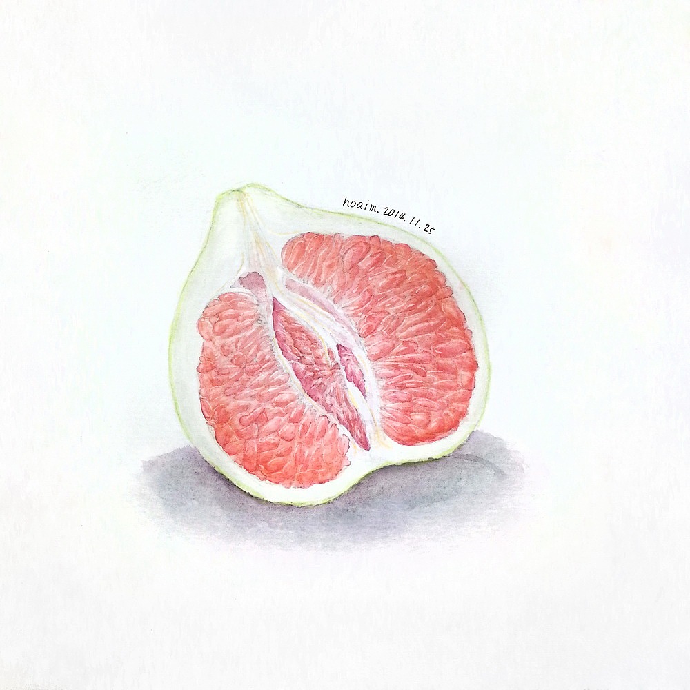 美国葡萄柚插画图片