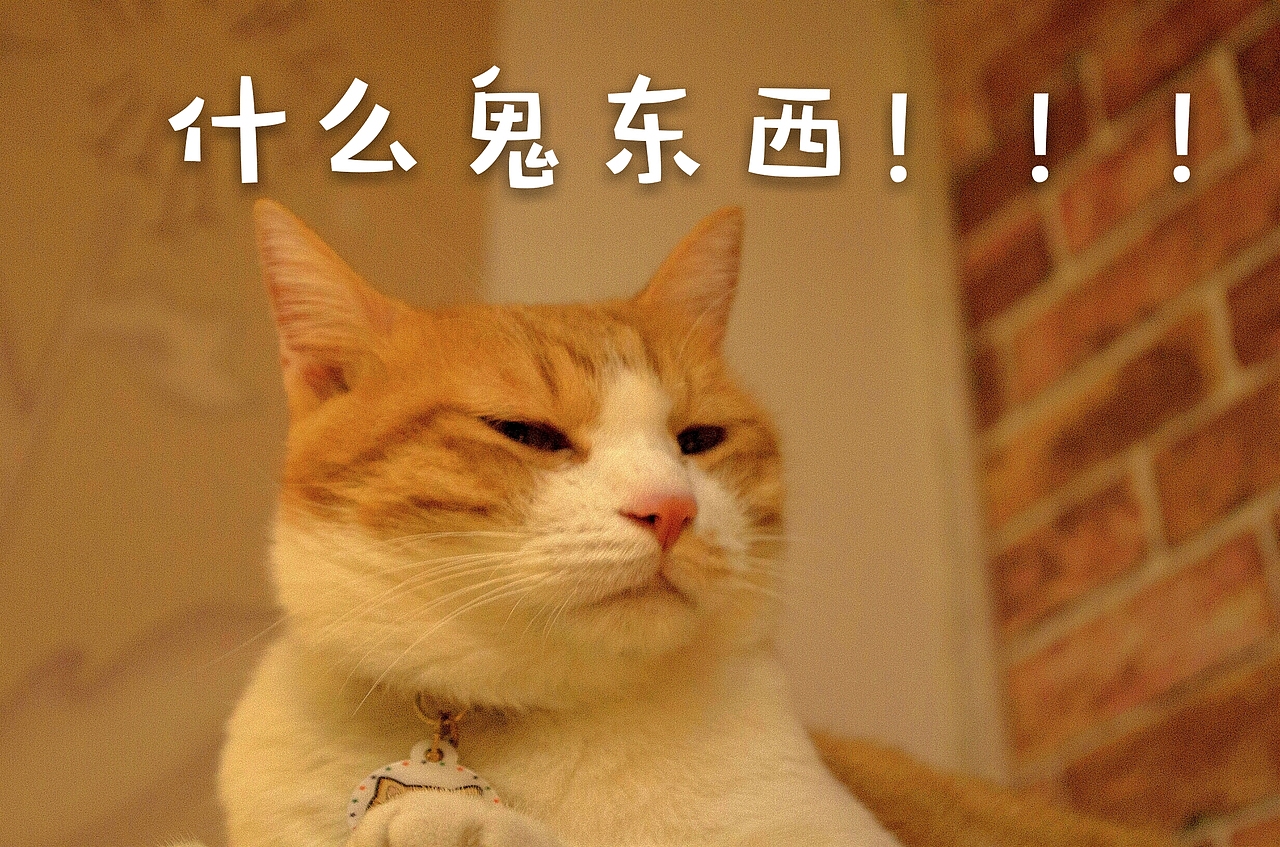 拍了一组萌宠表情包哈哈