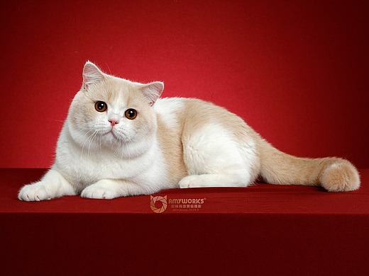 英国短毛猫