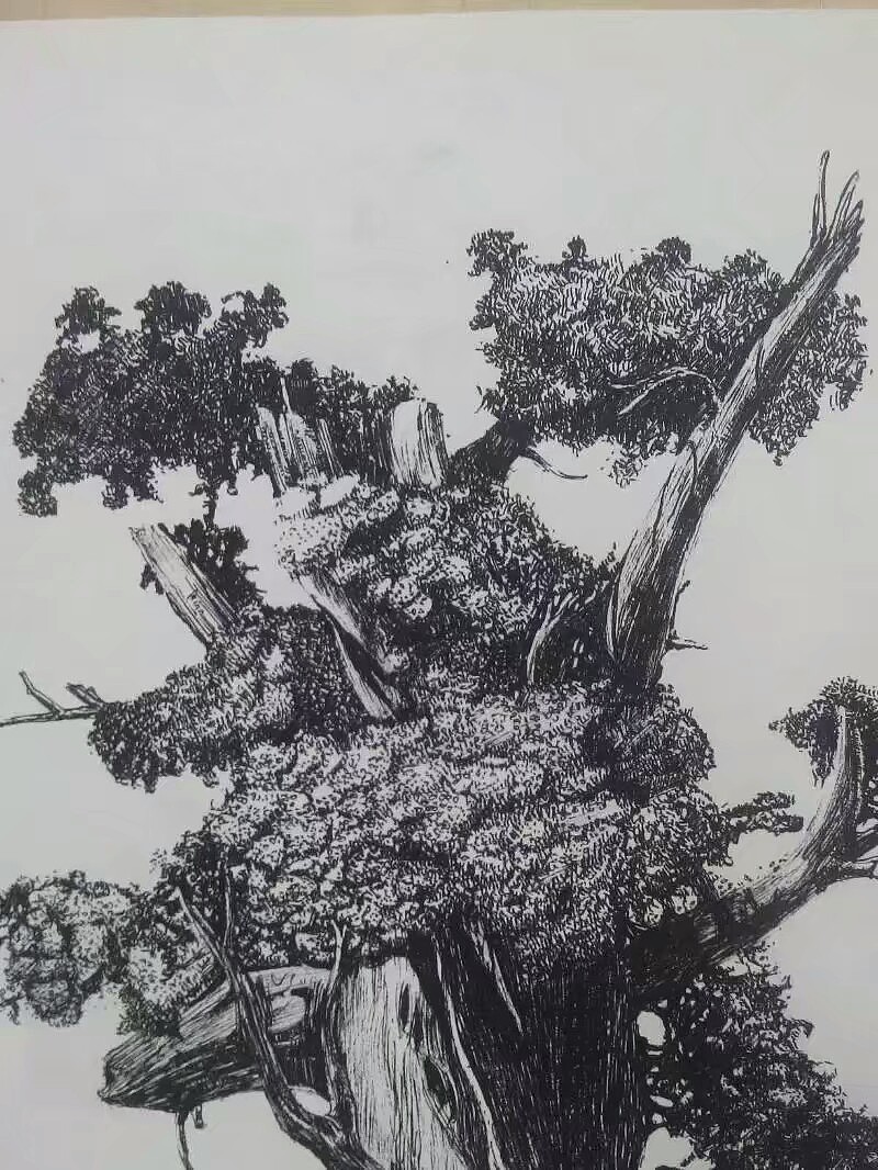 杨小龙签字笔画作