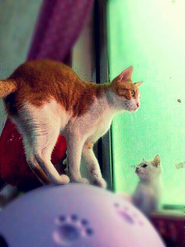 辛勤的猫奴一枚（图ZMjYxMDQxOTI=） - 其他 - 站酷设计师夏尛寞滴原创素材 - 站酷ZCOOL