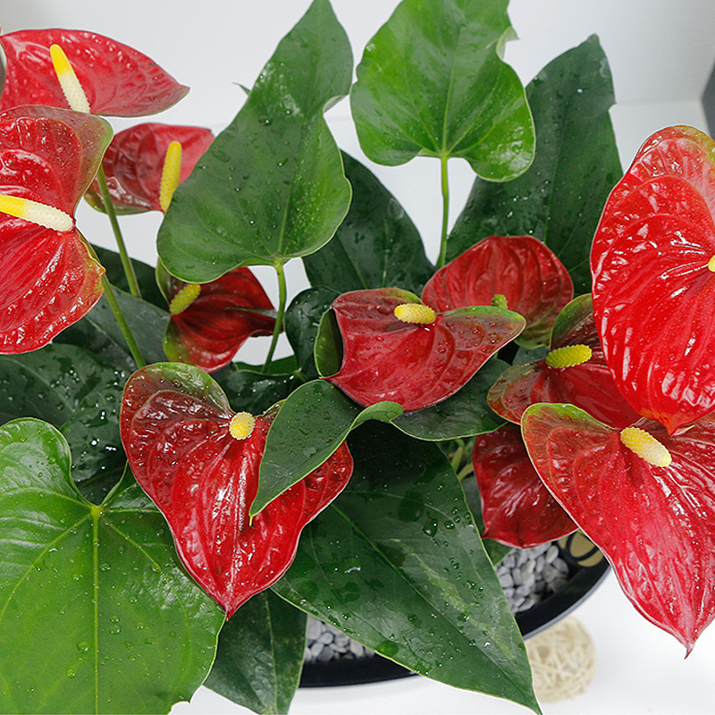 2018花卉园艺主图