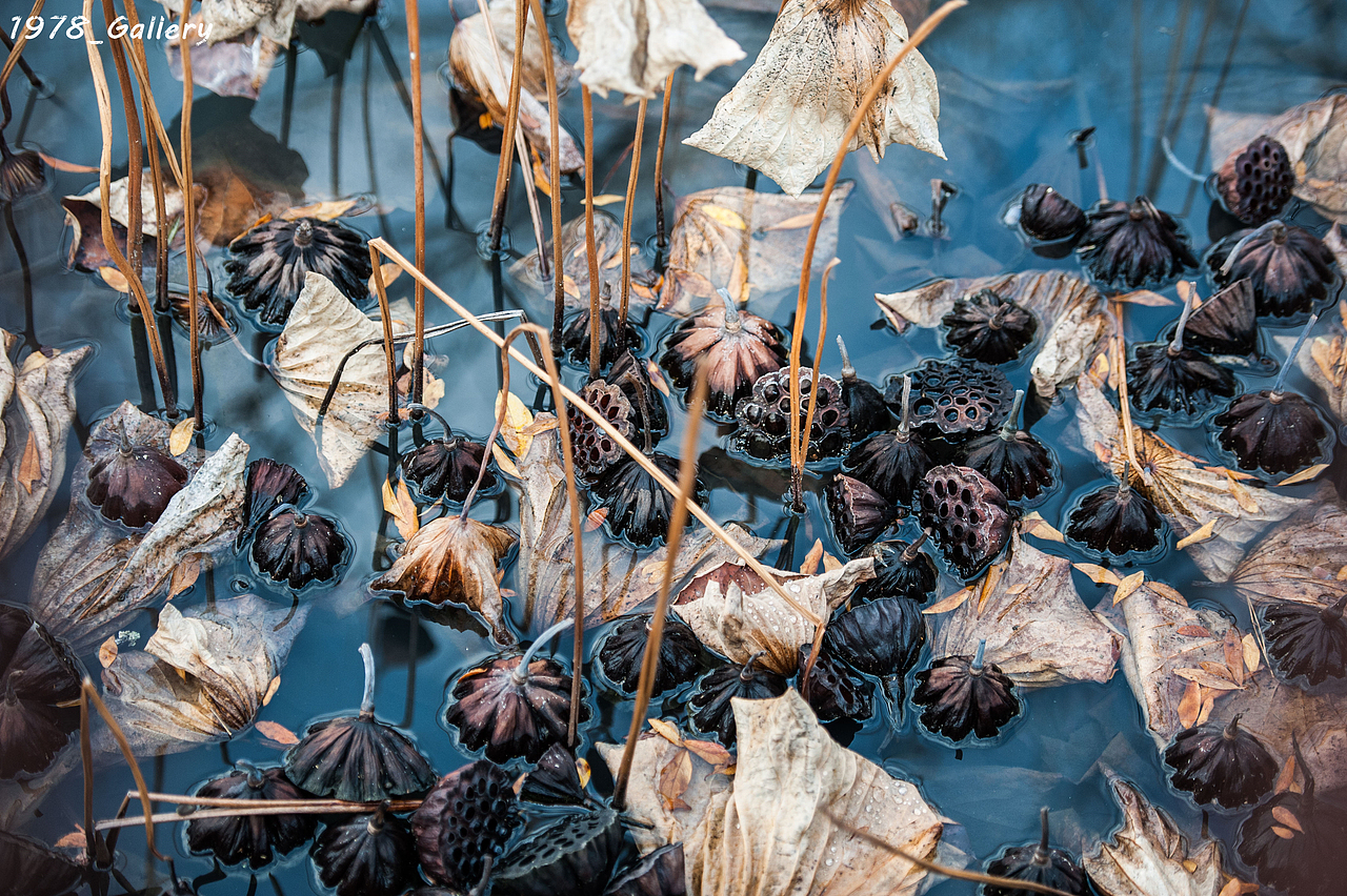 行旅日本（图ZNDI1MjMzNjA=） - 风光摄影 - 站酷设计师1978_Gallery原创素材 - 站酷ZCOOL