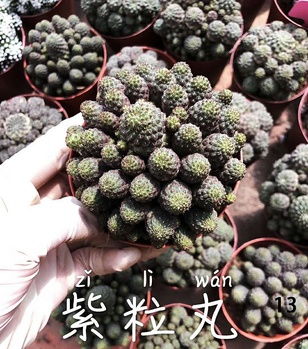 云南东南亚多肉绿植（图ZMTU1NDUxMzcy） - 产品摄影 - 站酷设计师绿植玩家原创素材 - 站酷ZCOOL