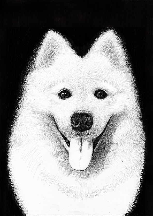 oy圆珠笔画萨摩耶