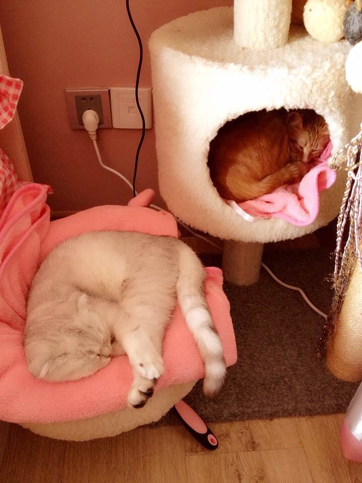 白色这只是干女儿花花来串门子~