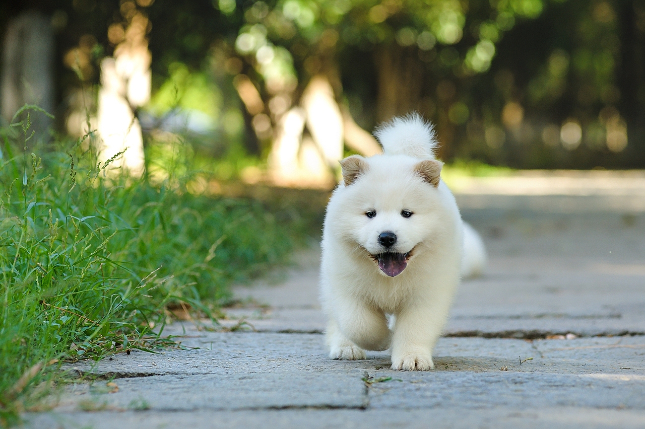 【均木纪实宠物摄影】记,一群松萨的奶汪们第一次郊游