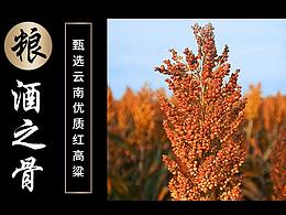 褚馬會(huì)  褚時(shí)健 電商設(shè)計(jì) 白酒詳情頁設(shè)計(jì)