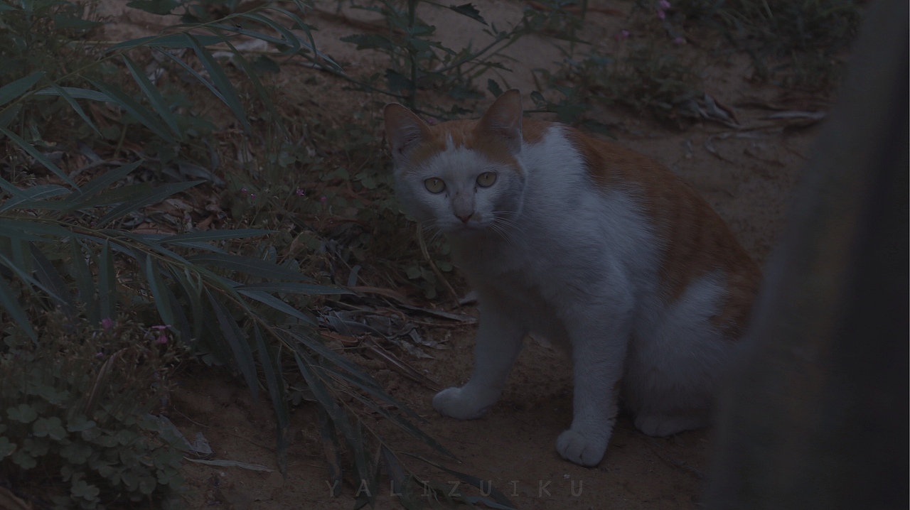 好喜欢人间定格.