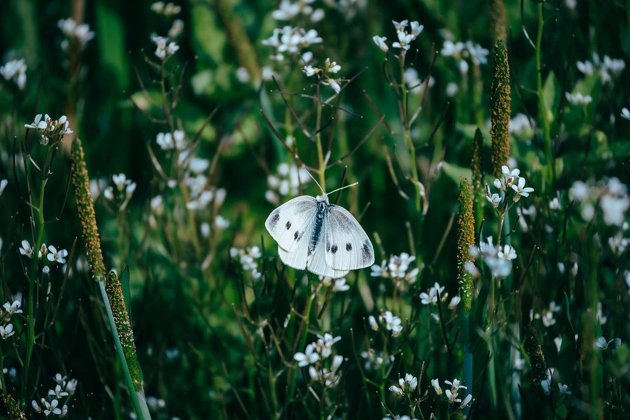 蝶恋花（图ZMzY5MTIzOTAw） - 修图/后期 - 站酷设计师lqtgsp原创素材 - 站酷ZCOOL