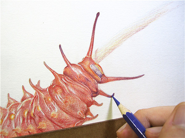 纸上彩铅--《凤蝶幼虫》过程随录（图ZMTM1NTczMDg=） - 绘画 - 站酷设计师超超的青葱原创素材 - 站酷ZCOOL