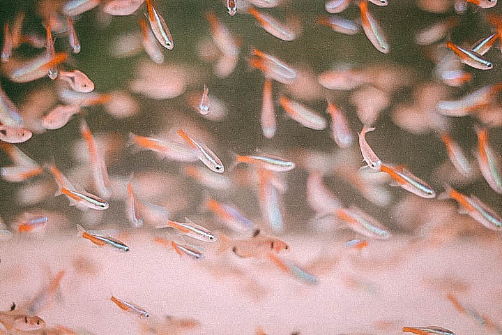 缺氧（图ZMTAzMjk3ODky） - 宠物摄影 - 站酷设计师花酱紫啊原创素材 - 站酷ZCOOL