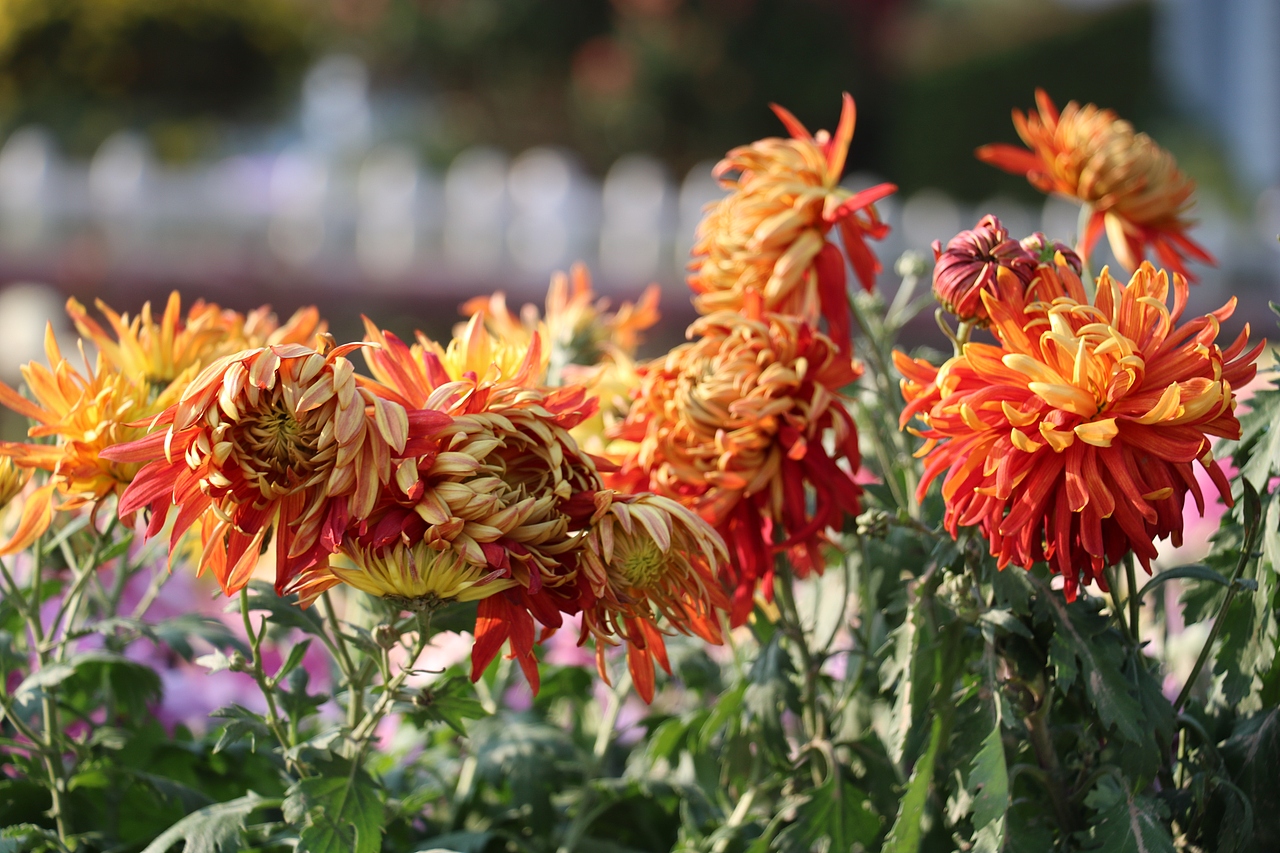 采菊东篱下,悠然见南山