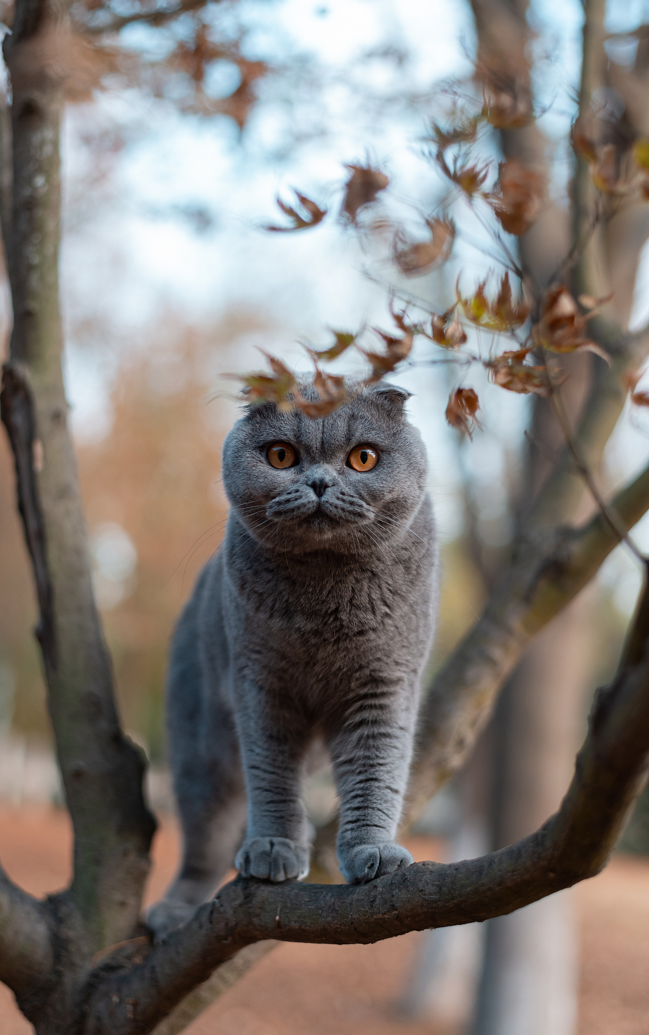 折耳猫的户外探险（图ZMTgyNjgzMzQ4） - 宠物摄影 - 站酷设计师小酒遇见猫原创素材 - 站酷ZCOOL
