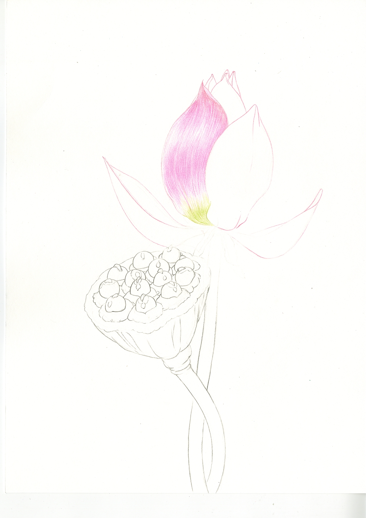 色铅笔|【荷花】原创/内含详细步骤/彩铅教程