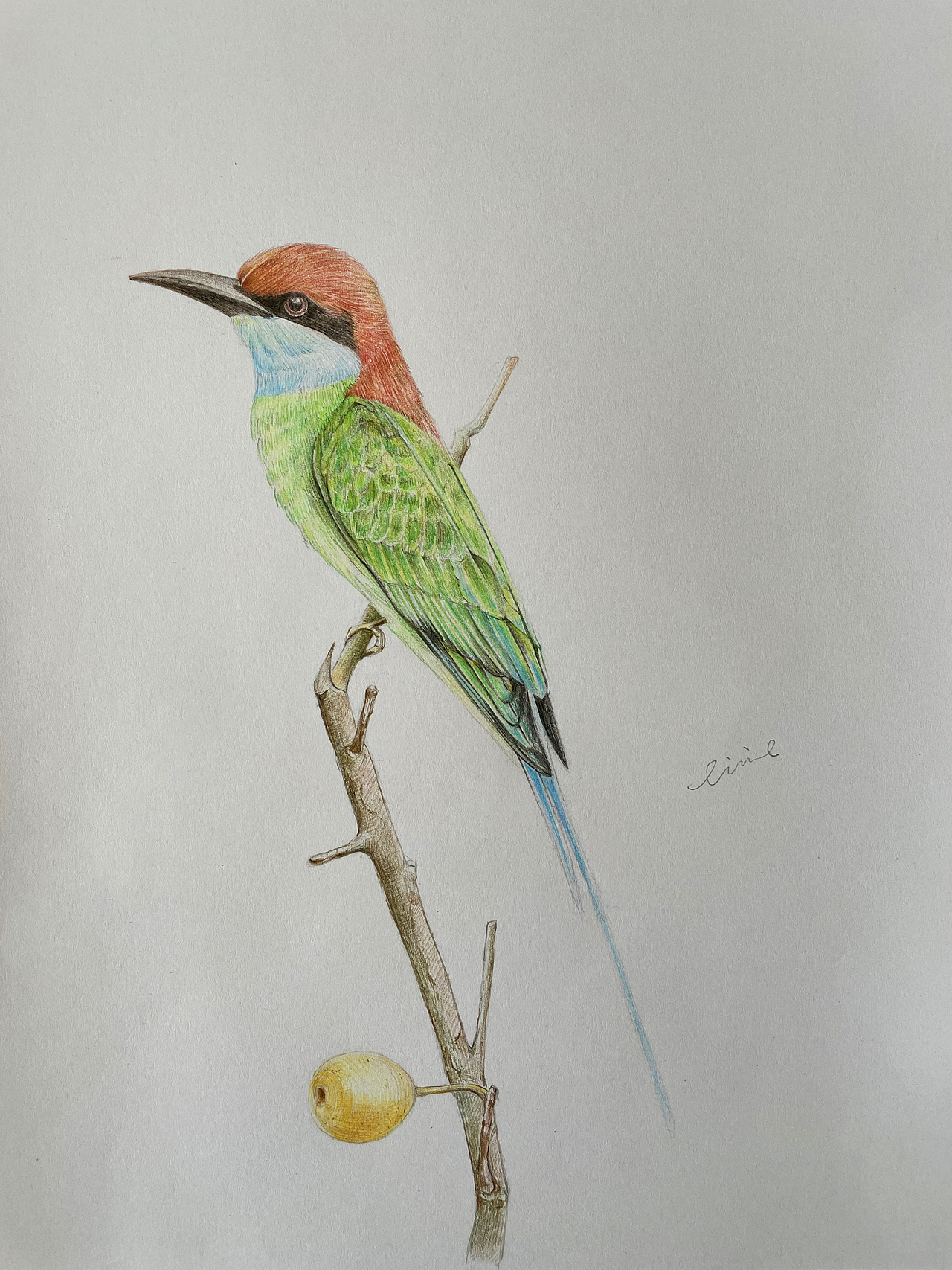 蓝喉蜂虎（图ZMjY5NjczOTQ0） - 绘画 - 站酷设计师小筱十月原创素材 - 站酷ZCOOL