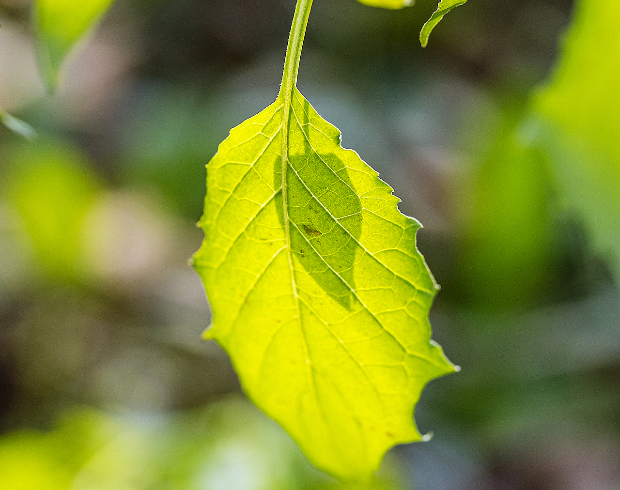 绿意盎然灯笼果（图ZMTg4ODk2OTYw） - 风光摄影 - 站酷设计师大侠彭娜娜原创素材 - 站酷ZCOOL