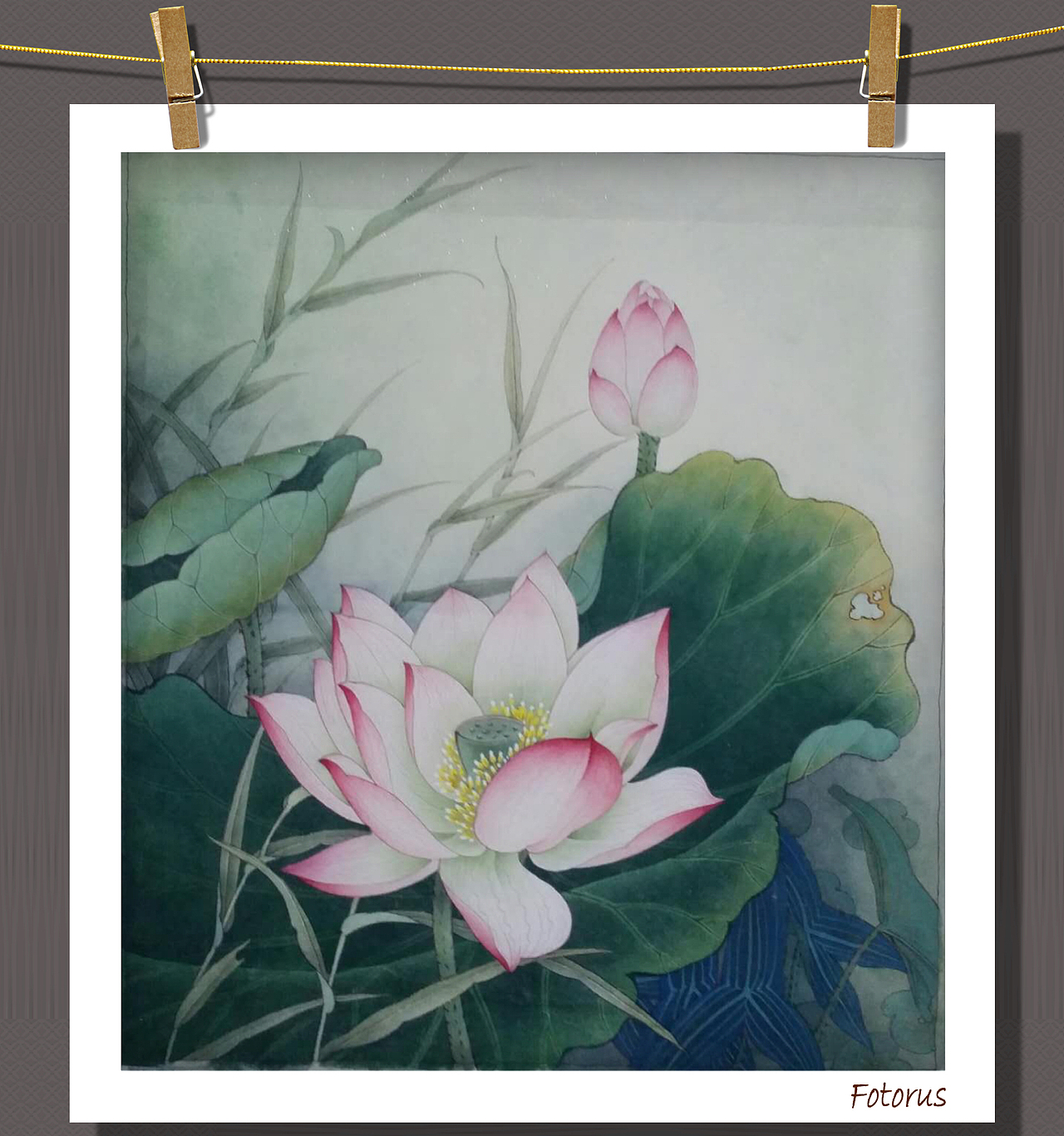 荷（图ZMTE1MzA5NTA0） - 绘画 - 站酷设计师yang光原创素材 - 站酷ZCOOL