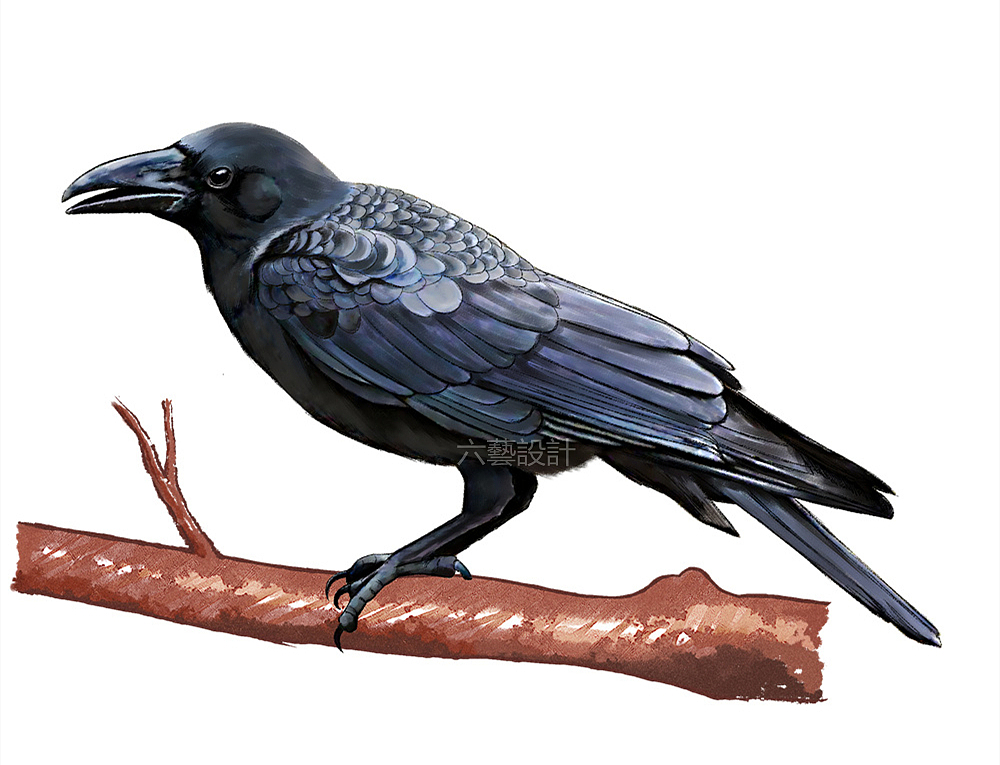 中国林科院城市森林鸟类手绘插画水彩厚涂素描科普配图