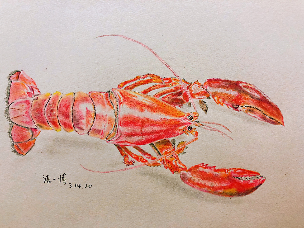 彩铅 虾|纯艺术|绘画|长春张一博_临摹作品-站酷zcool