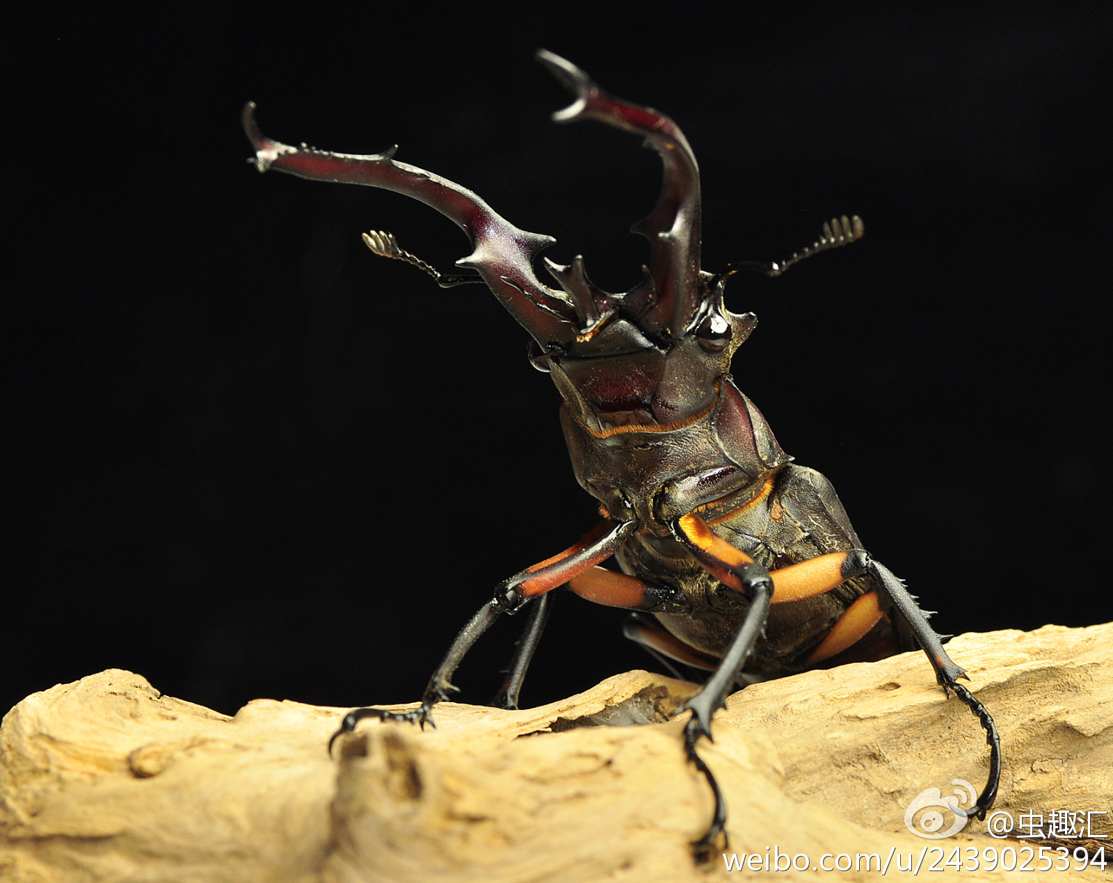 中华丽叶䗛-中国昆虫生态-图片