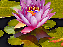 #AI创作实验室#一朵饱满的、盛开的睡莲详细肖像