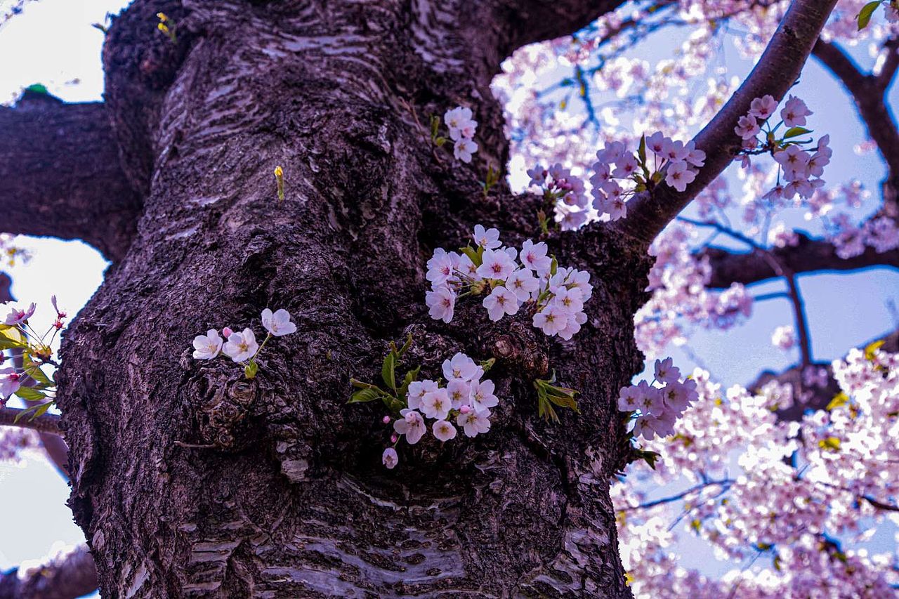 花的世界（图ZMjU2NDI0ODcy） - 人文/纪实摄影 - 站酷设计师汪恩波岩彩绘画原创素材 - 站酷ZCOOL